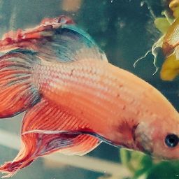nak R.