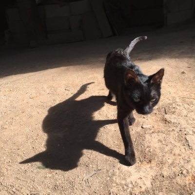 とら(かめ)(ねこ)