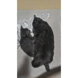 色恋