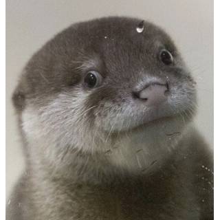 みやんご