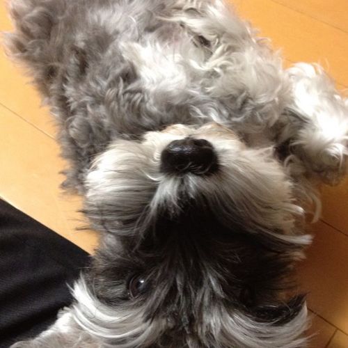 フェリサ☆チャオ