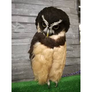 らんど