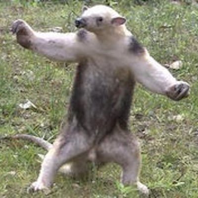 にわとり