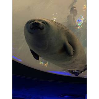 バファリン