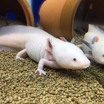 たたたた