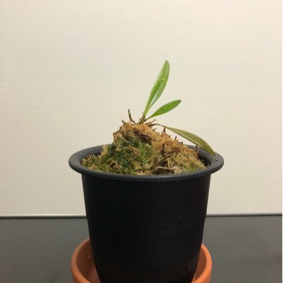 たいら