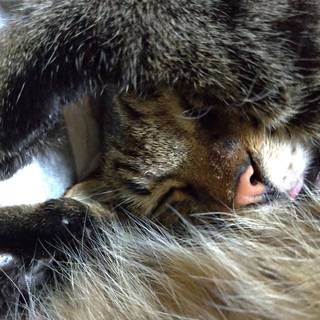 ニャマネギニャンシ