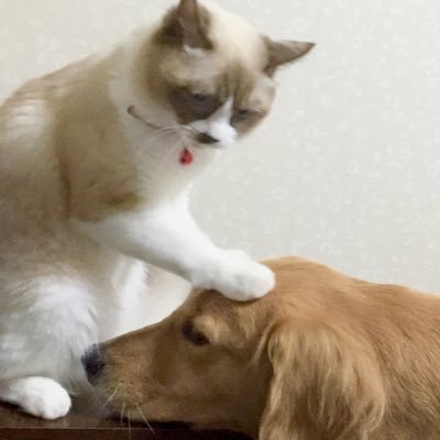 よしの