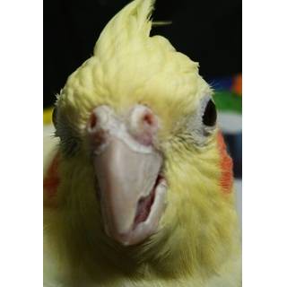 さむきょう橋本