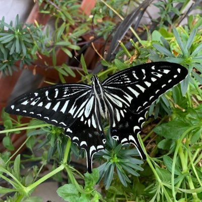 さはらすら