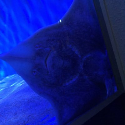 かづ
