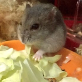 ヒナ→テンガロンへ