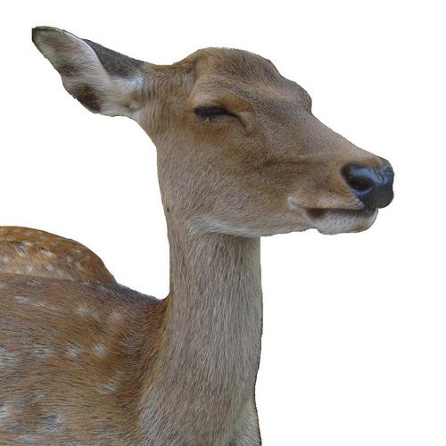 あろーしゃ