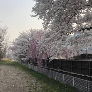 しいたけ