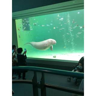 てうえ
