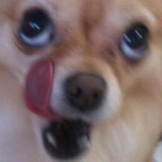 いぬべんき