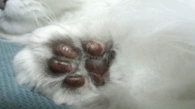 葉蔵
