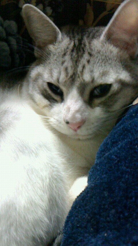 とろん