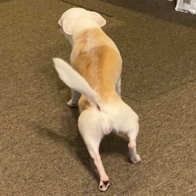 つむた