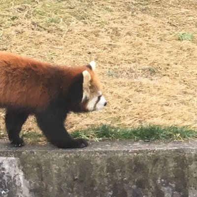 ねこちゃん