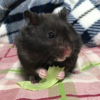 みどりのたぬき