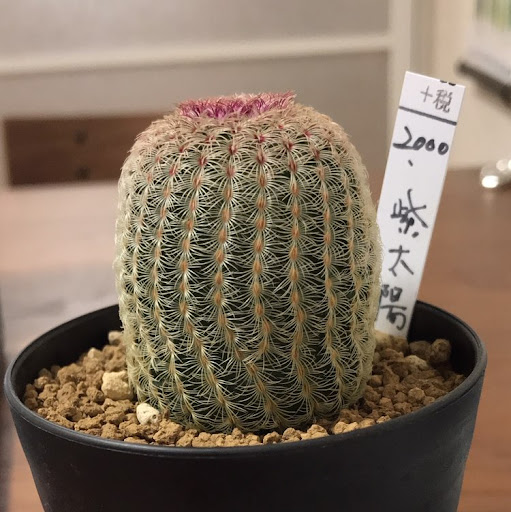 久保木美帆