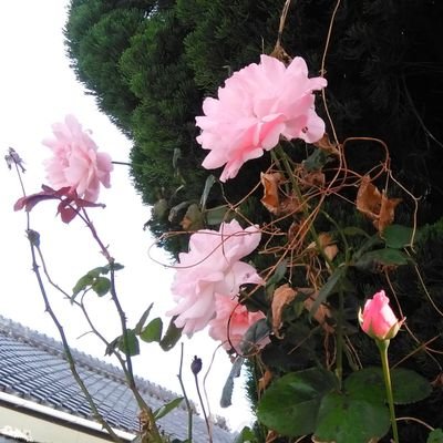 腰痛おばちゃん