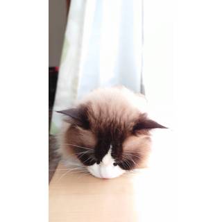 つみき