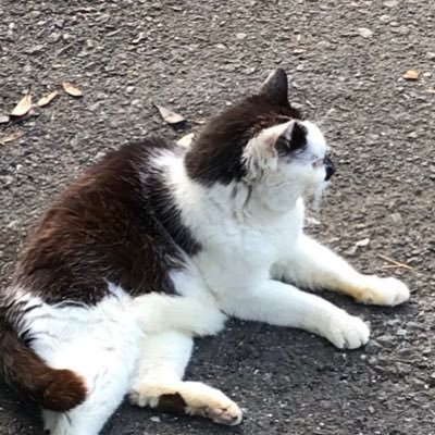 かまお
