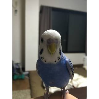 いなむ