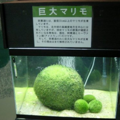 marimo2357