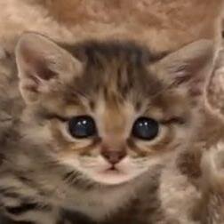 タダノヒトナリ