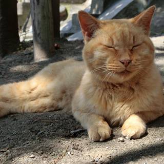 genki