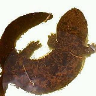 山椒魚