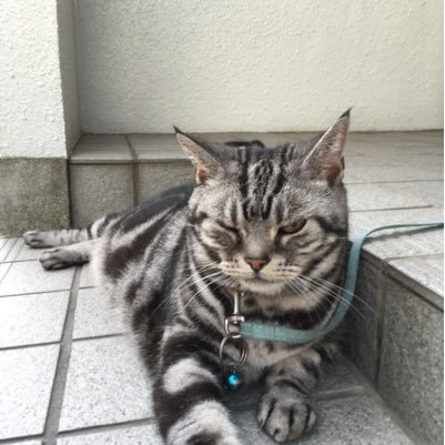 ヨミグランデ パワプロ