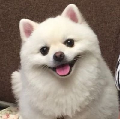 かもめねこ