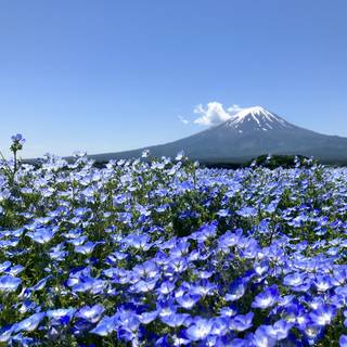 じょ