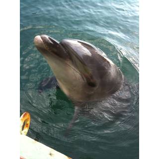 メル魚
