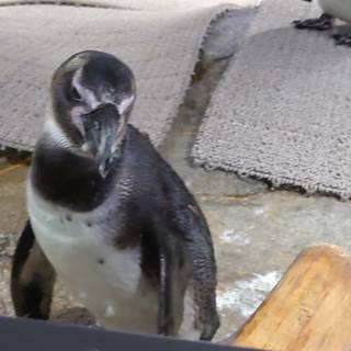 ミリ＠せつな（略してみりせつ）