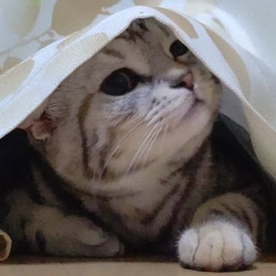 ナスさん(ボドゲ垢)