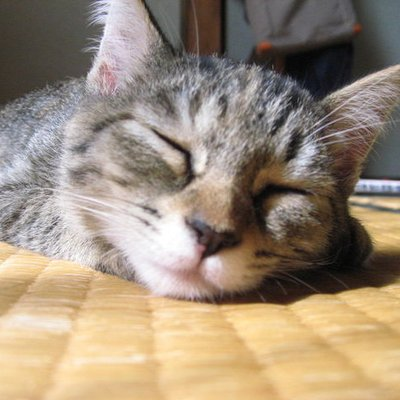 おん ちゃん🦈