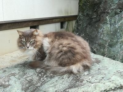 猫缶