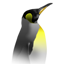 penngon