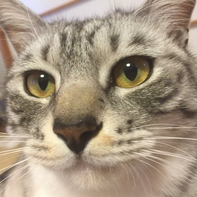 koco_cat