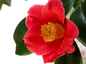 camellia_mimosa