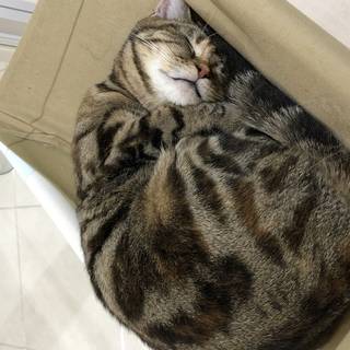 ながけい