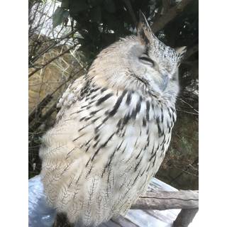 現場猫