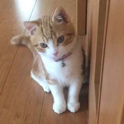 M⃰a⃰r⃰i⃰n⃰@4/11太田ボドゲ会