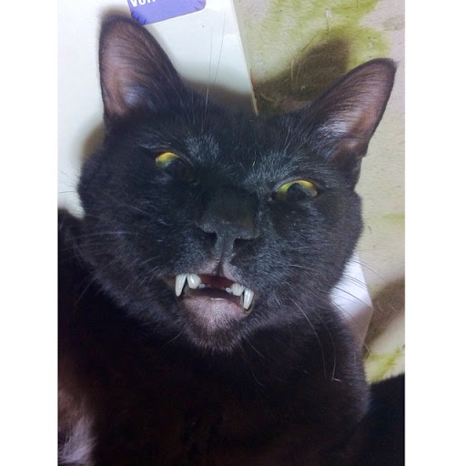 猫足屋