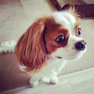 ボトゲーマールナ